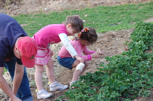 Man And Two Little Girls Farming Garlic 